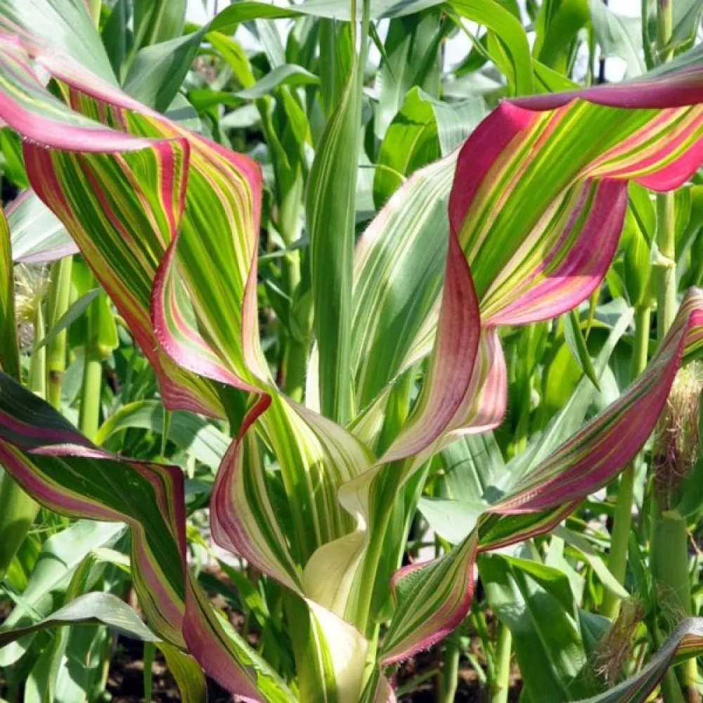 Koristemaissi 'Variegata'