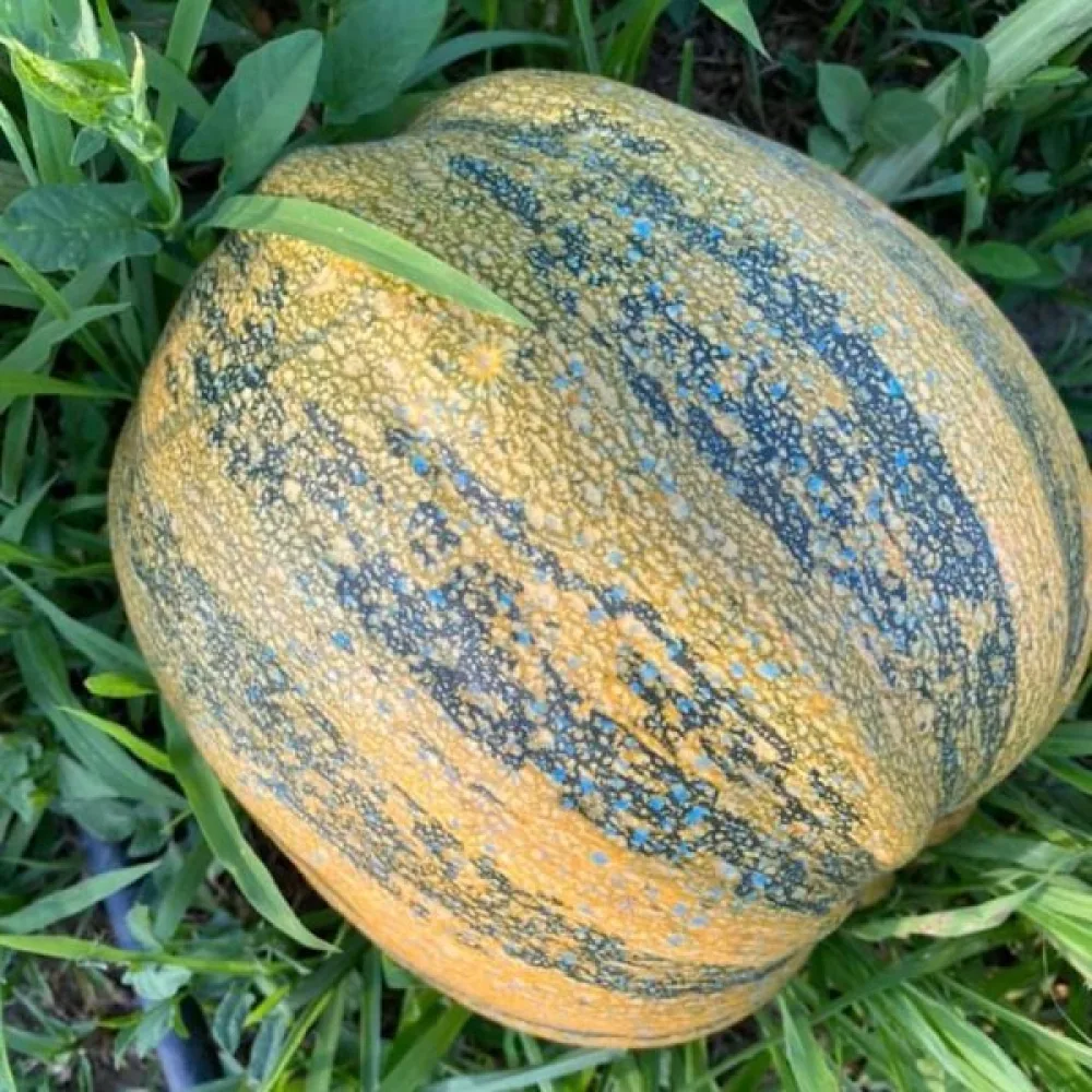 Kurpitsa 'Tonda Padana'