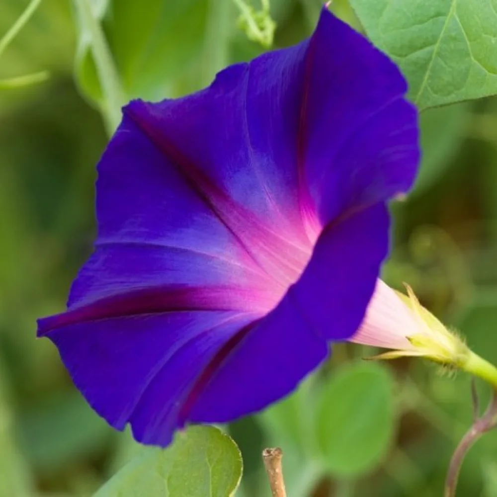 Elämänlanka 'Feringa' – violetti