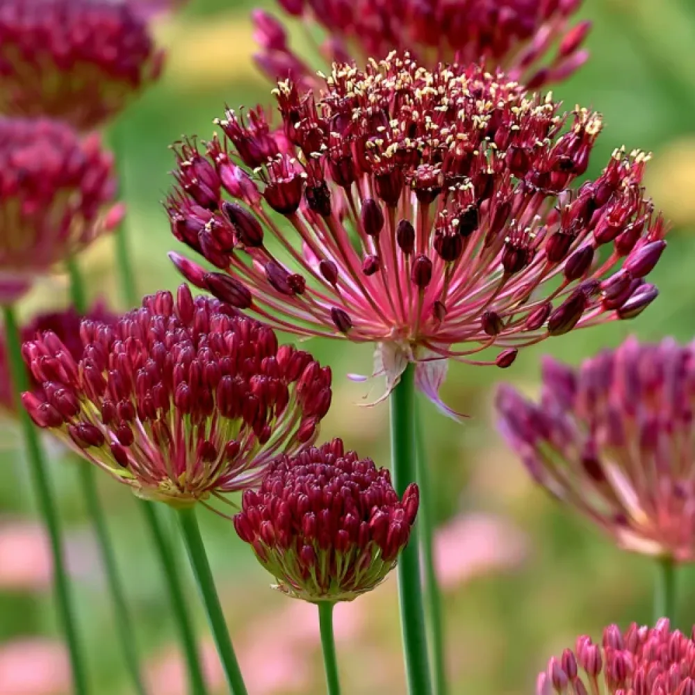 Koristelaukka 'Red Mohican'