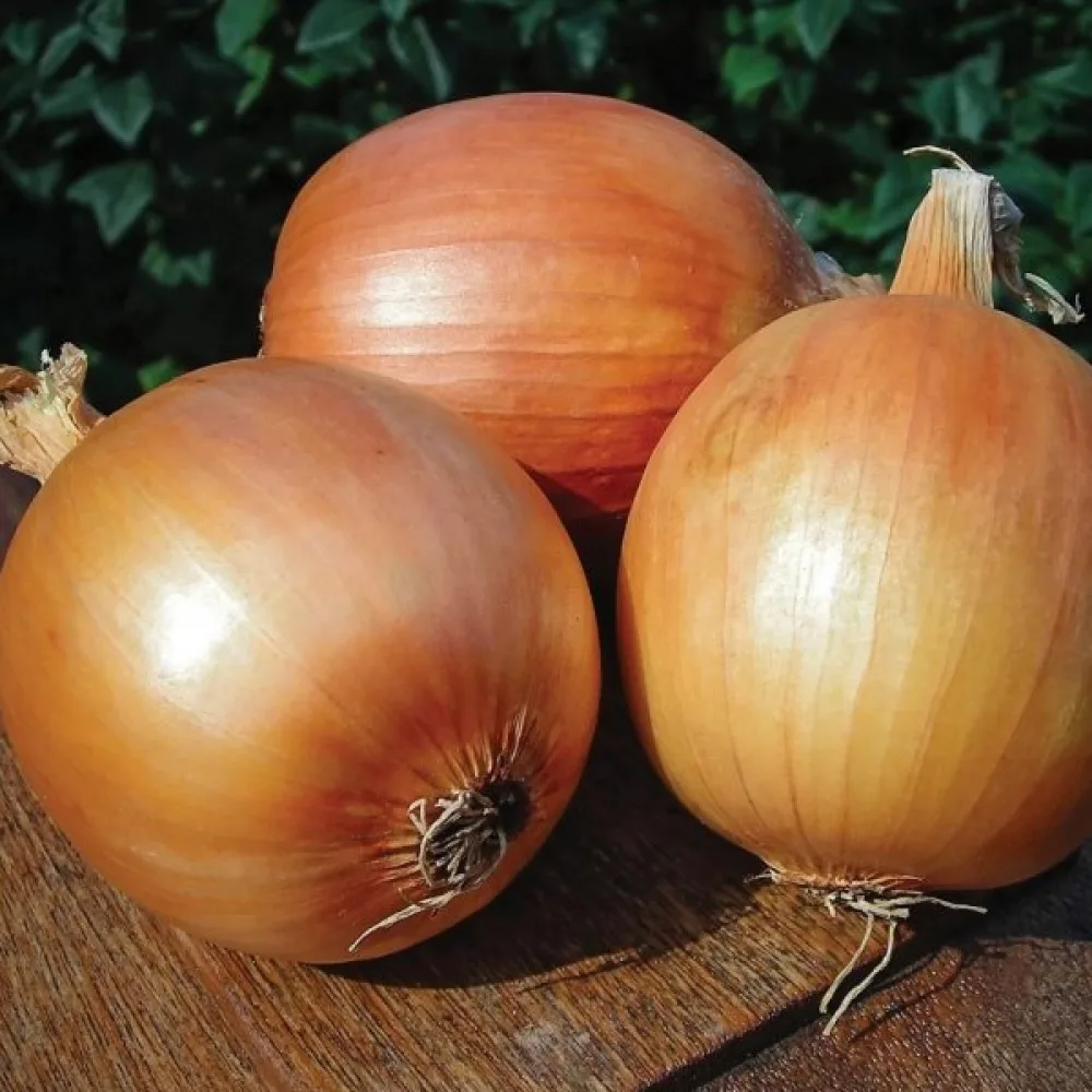 Ruokasipuli 'Rijnsburger 5'