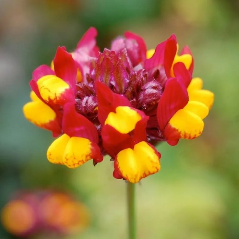 Kannusruoho 'Aureopurpurea'