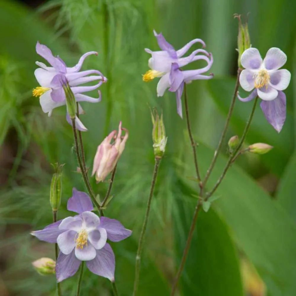 Akileija 'Blue Star'
