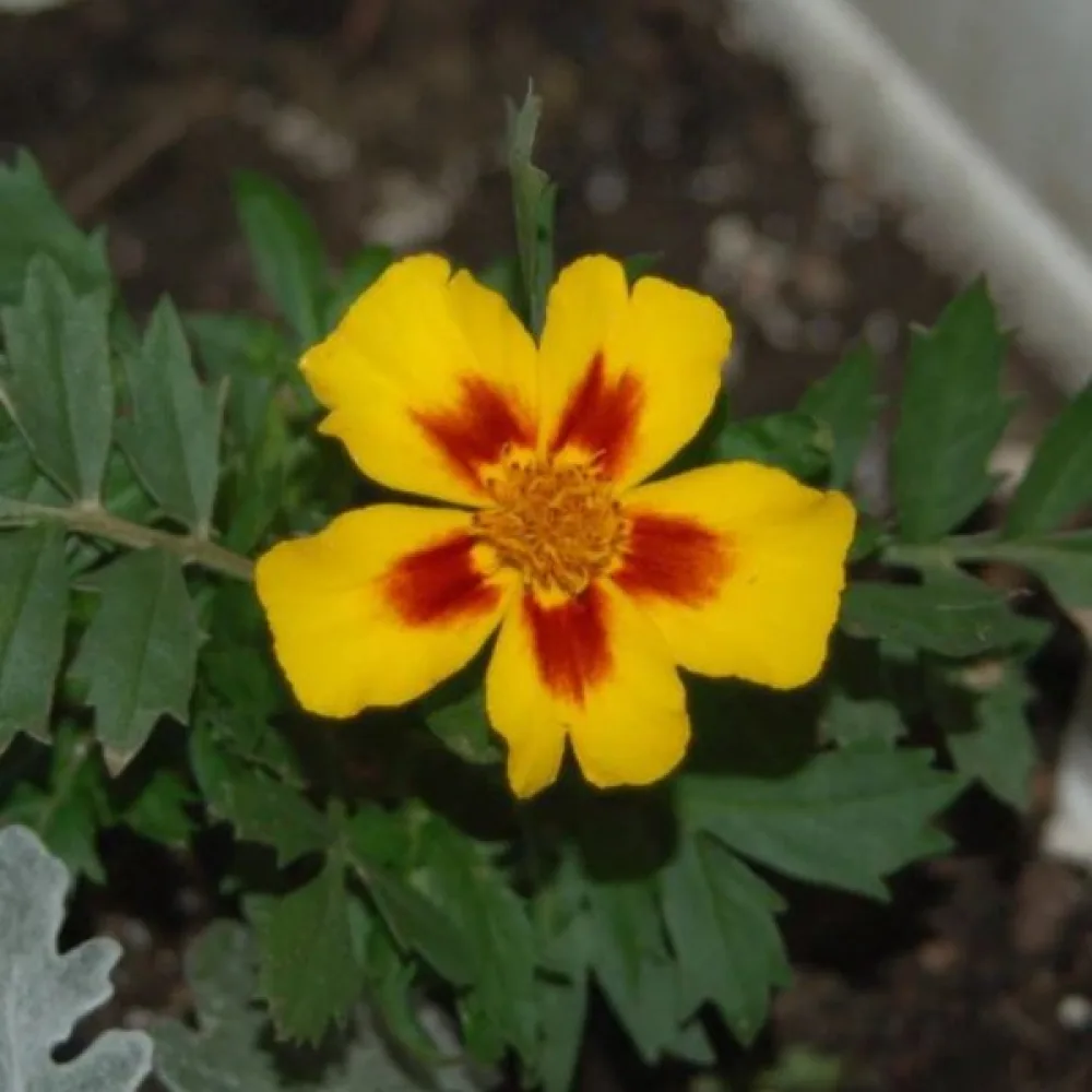 Ruusukesamettikukka 'Naughty Marietta'