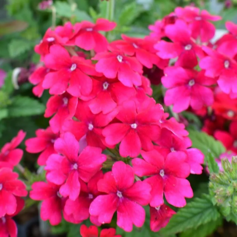 Tarhaverbena, magenta