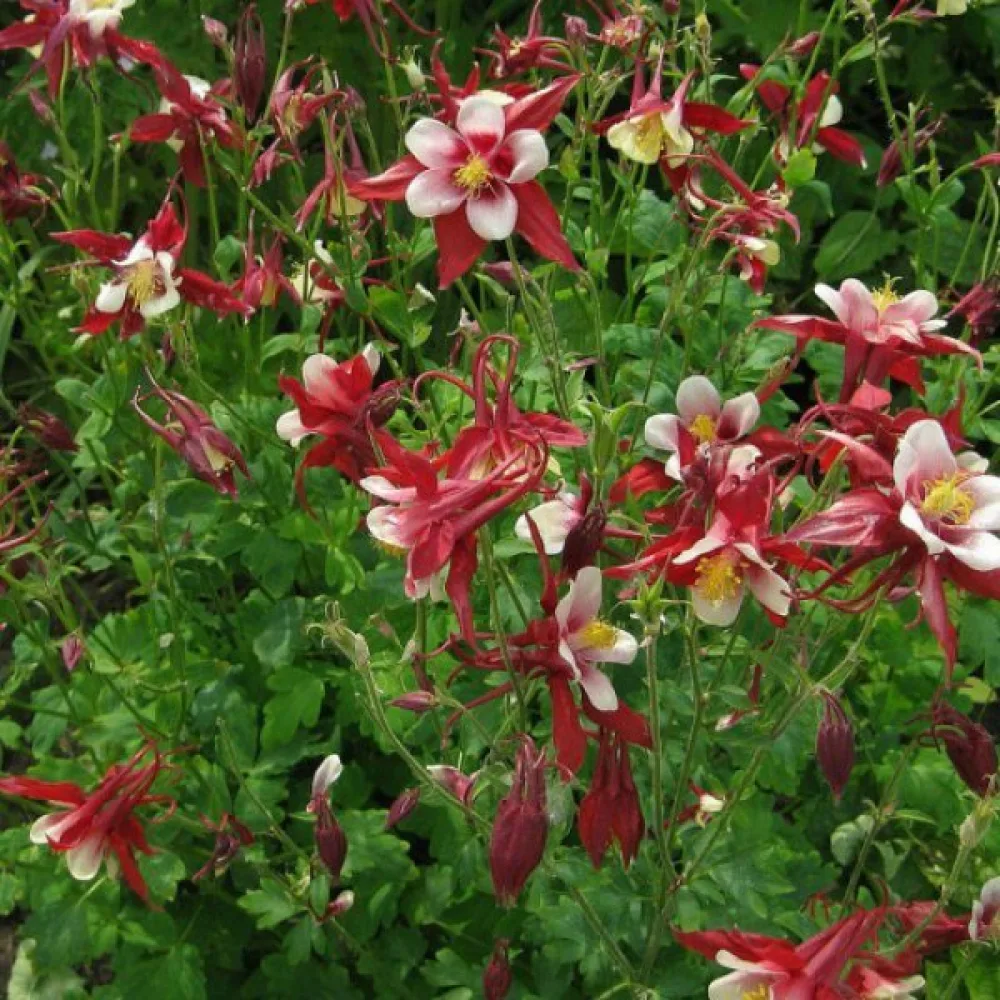 Akileija 'Crimson Star'