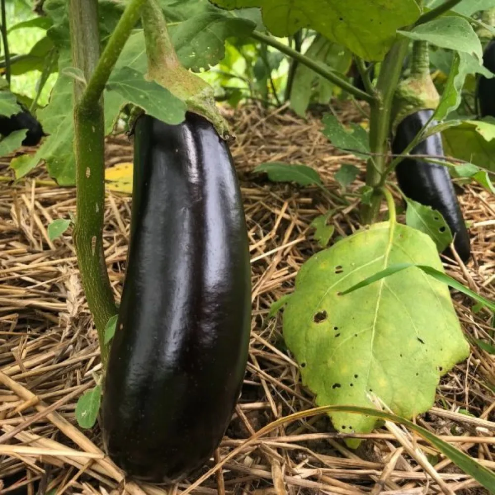 Munakoiso 'Black Beauty'
