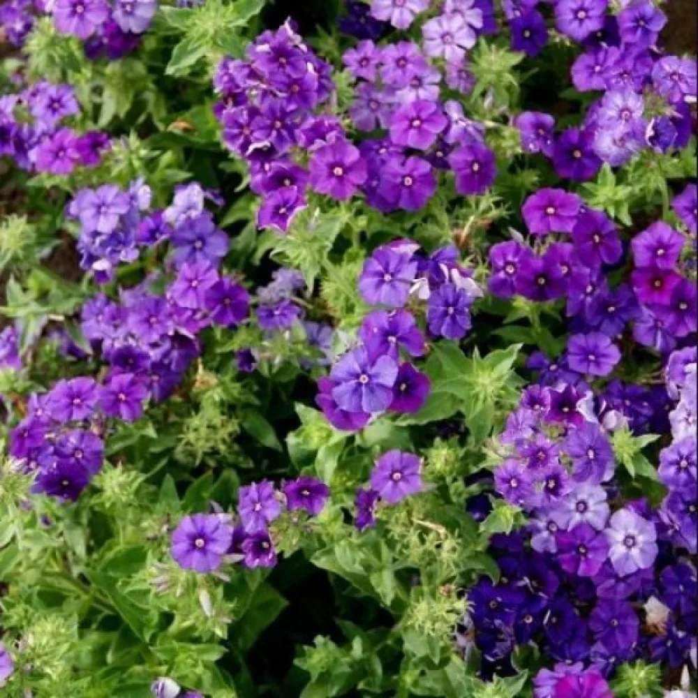 Kesäleimu 'Beauty Violet'