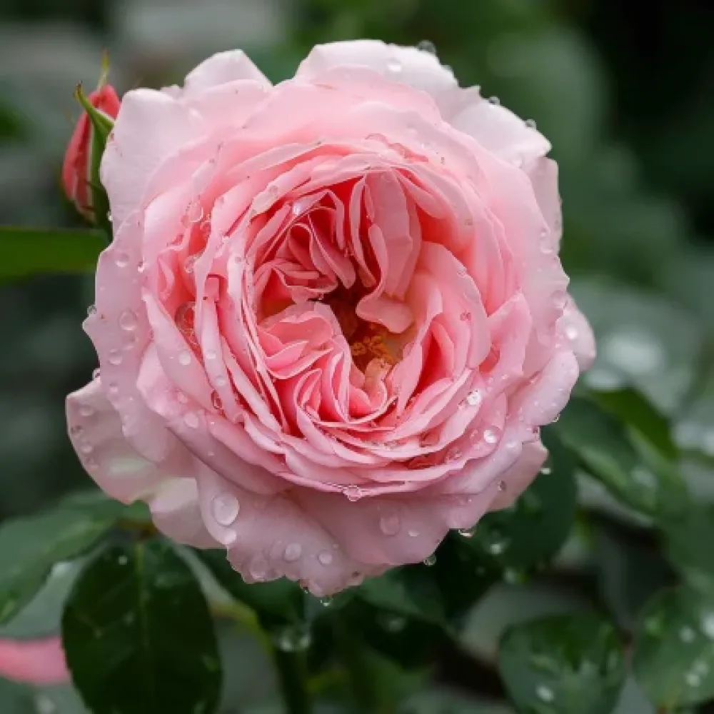 Ruusu 'Amorina' – paljasjuurinen