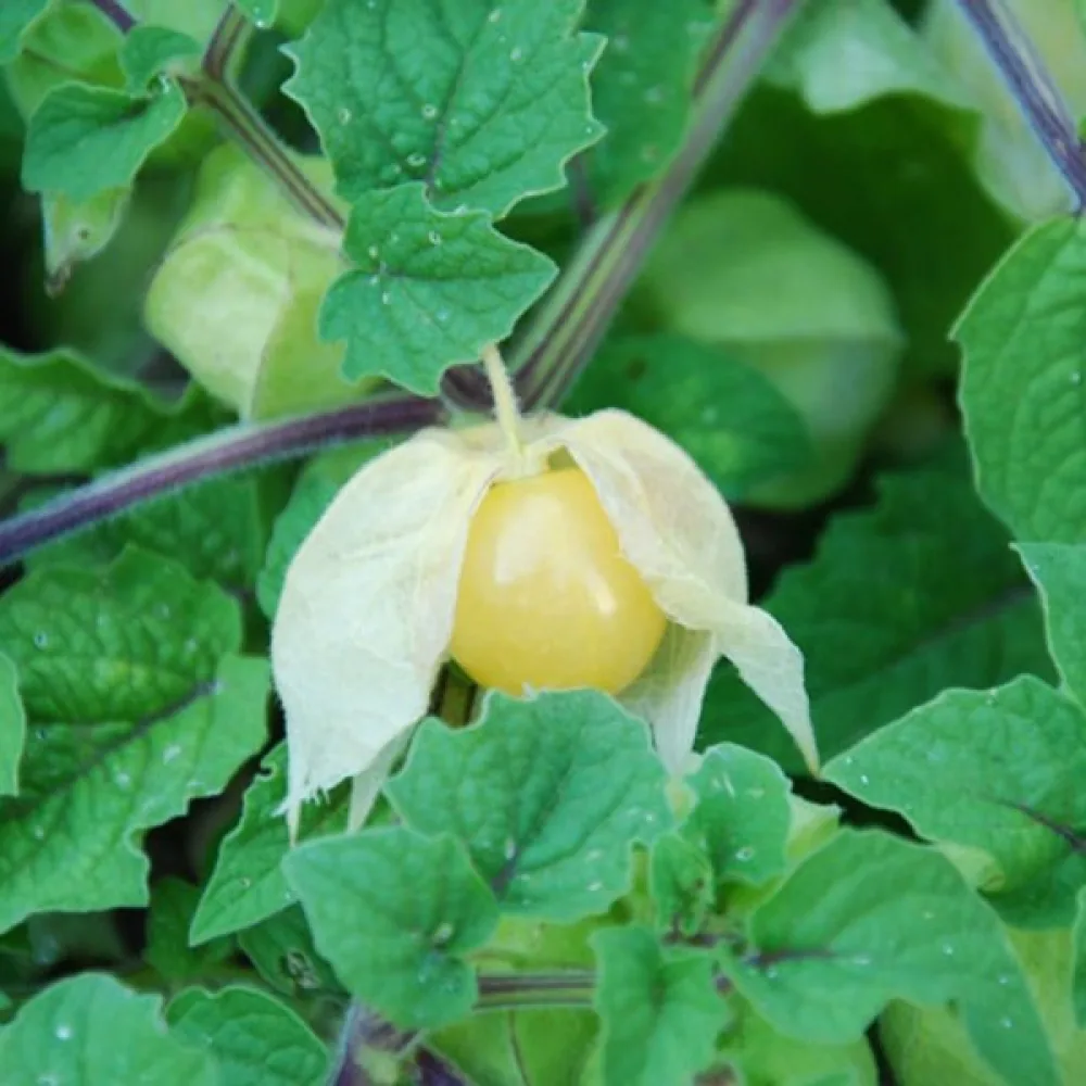 Maakirsikka Physalis pruinosa