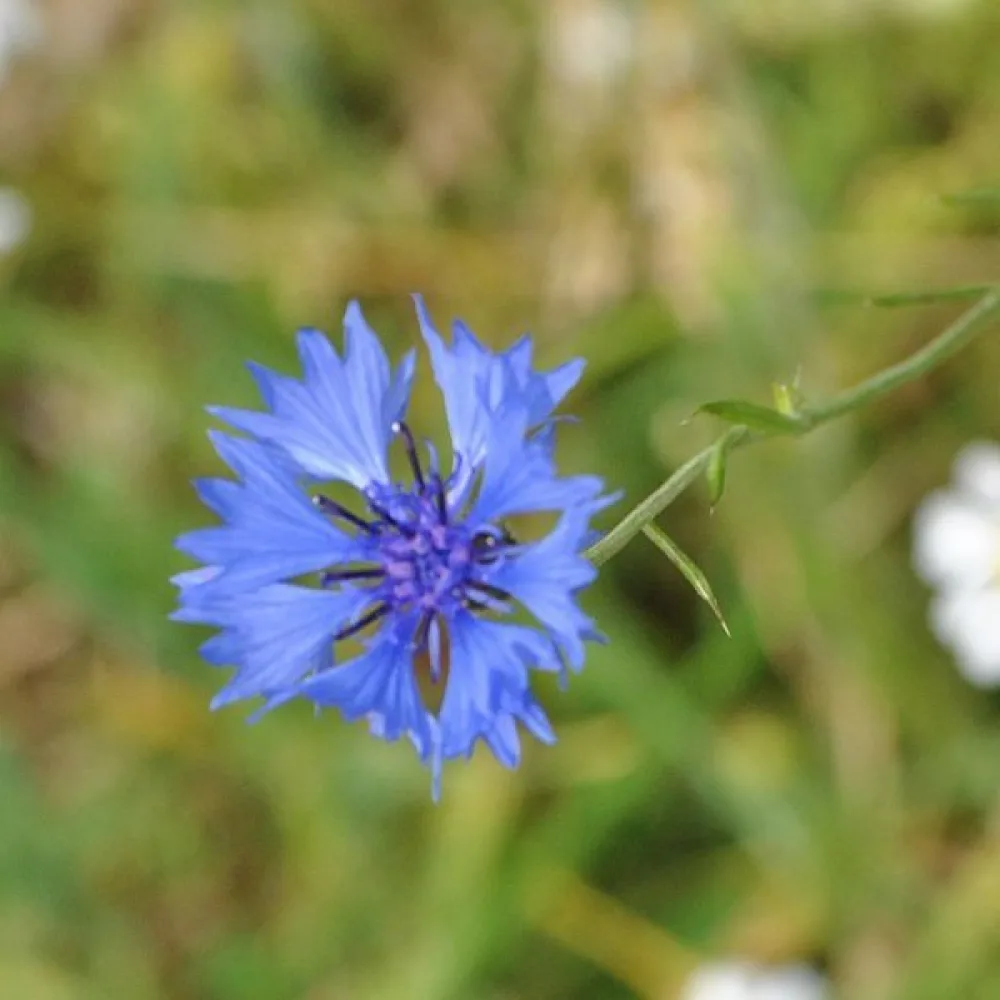 Ruiskaunokki Centaurea cyanus, luonnonmuoto, sininen
