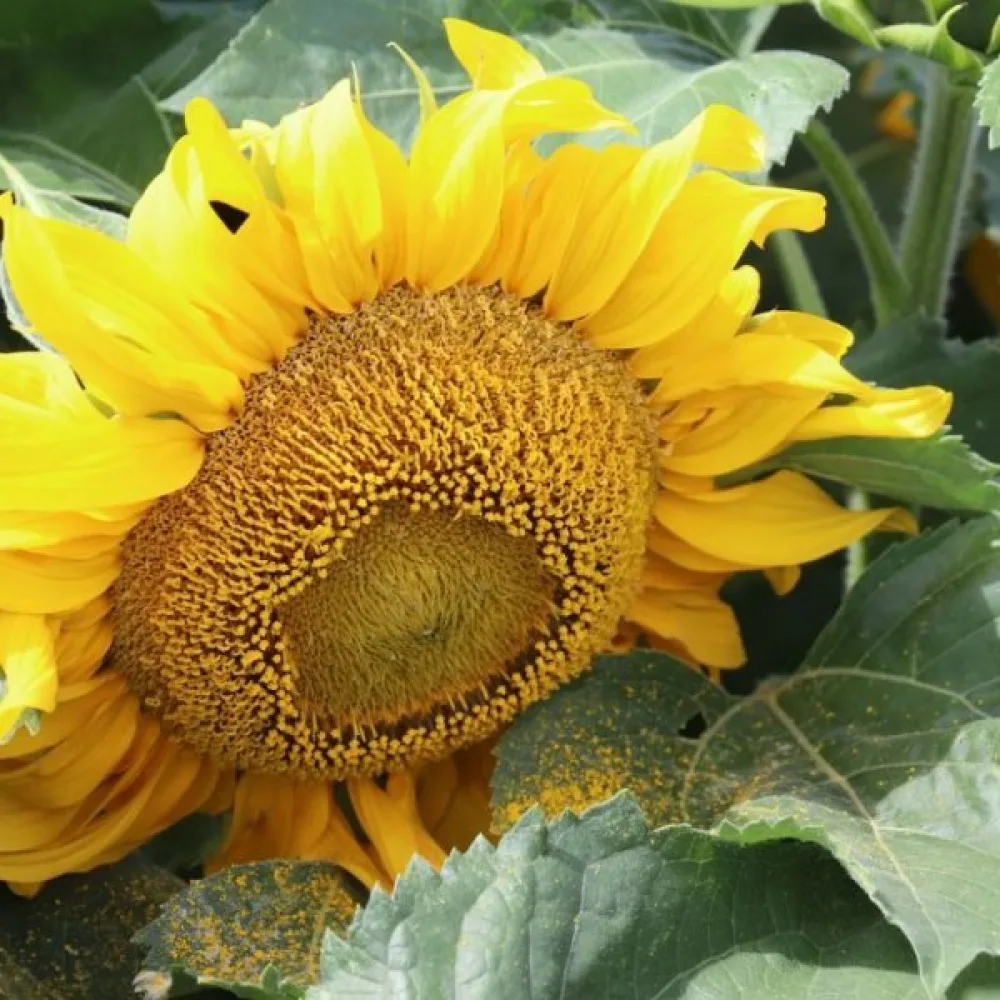 Auringonkukka 'Sunspot Gold'