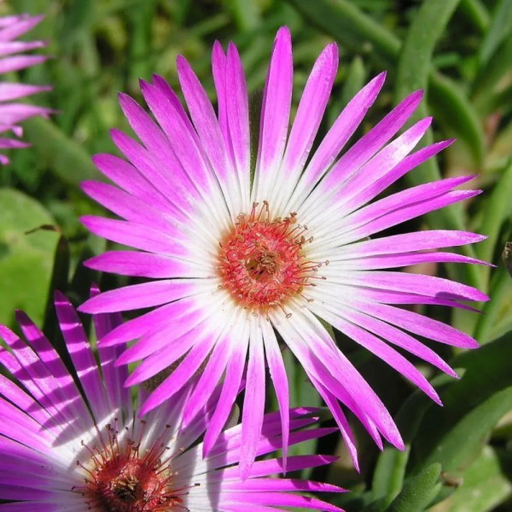 Keskipäivänkukka Dorotheanthus bellidiformis, vaaleanpunainen