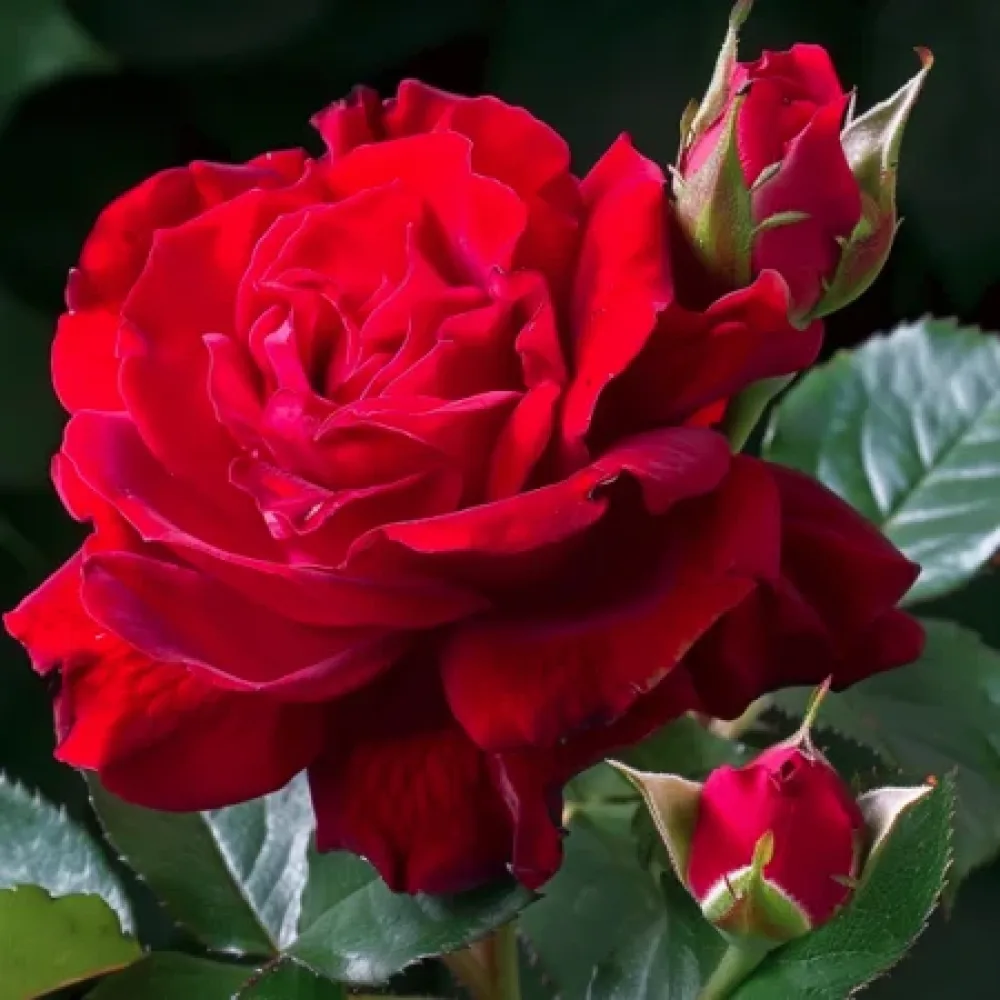 Ruusu 'Red Star'