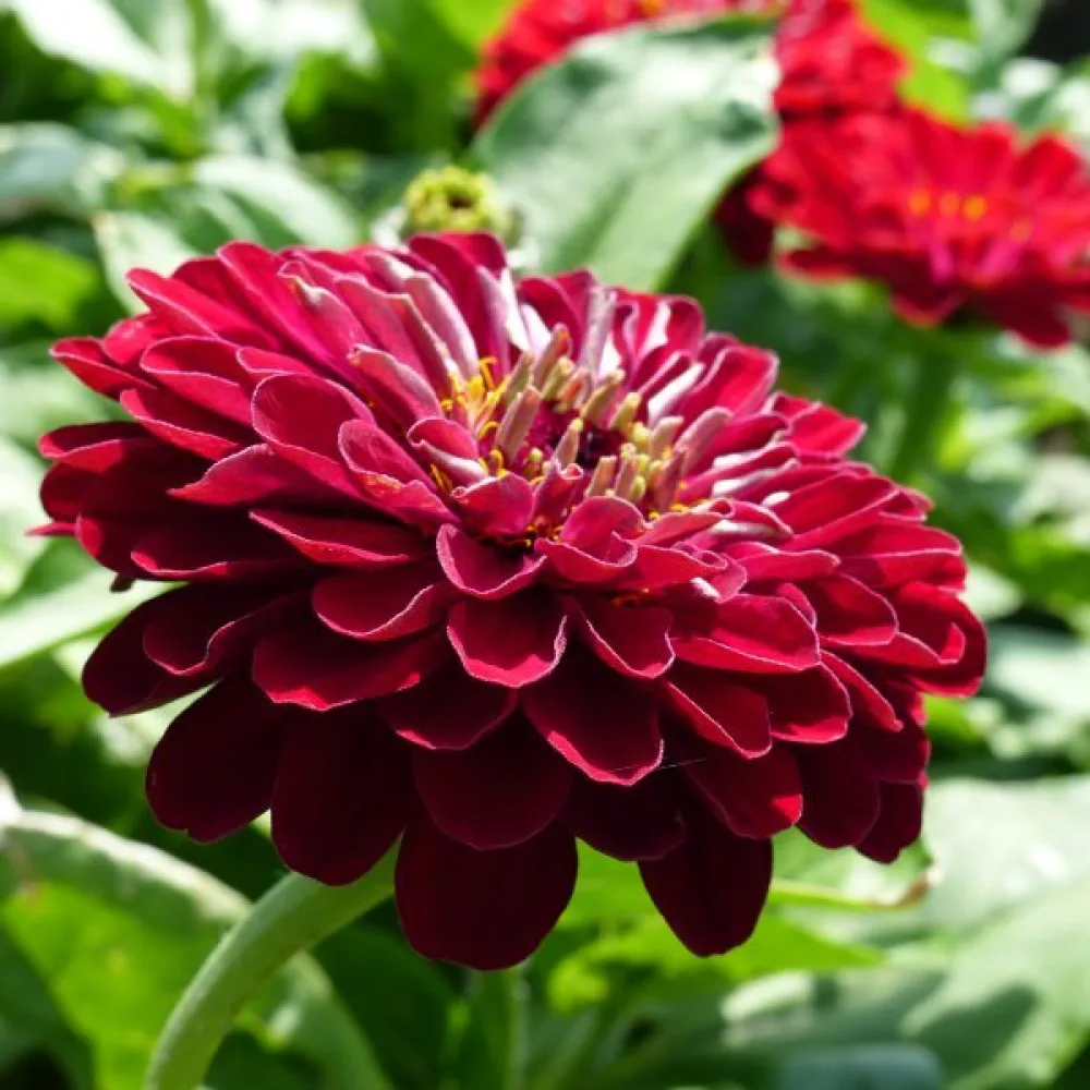 Tsinnia 'Super Yoga Red'
