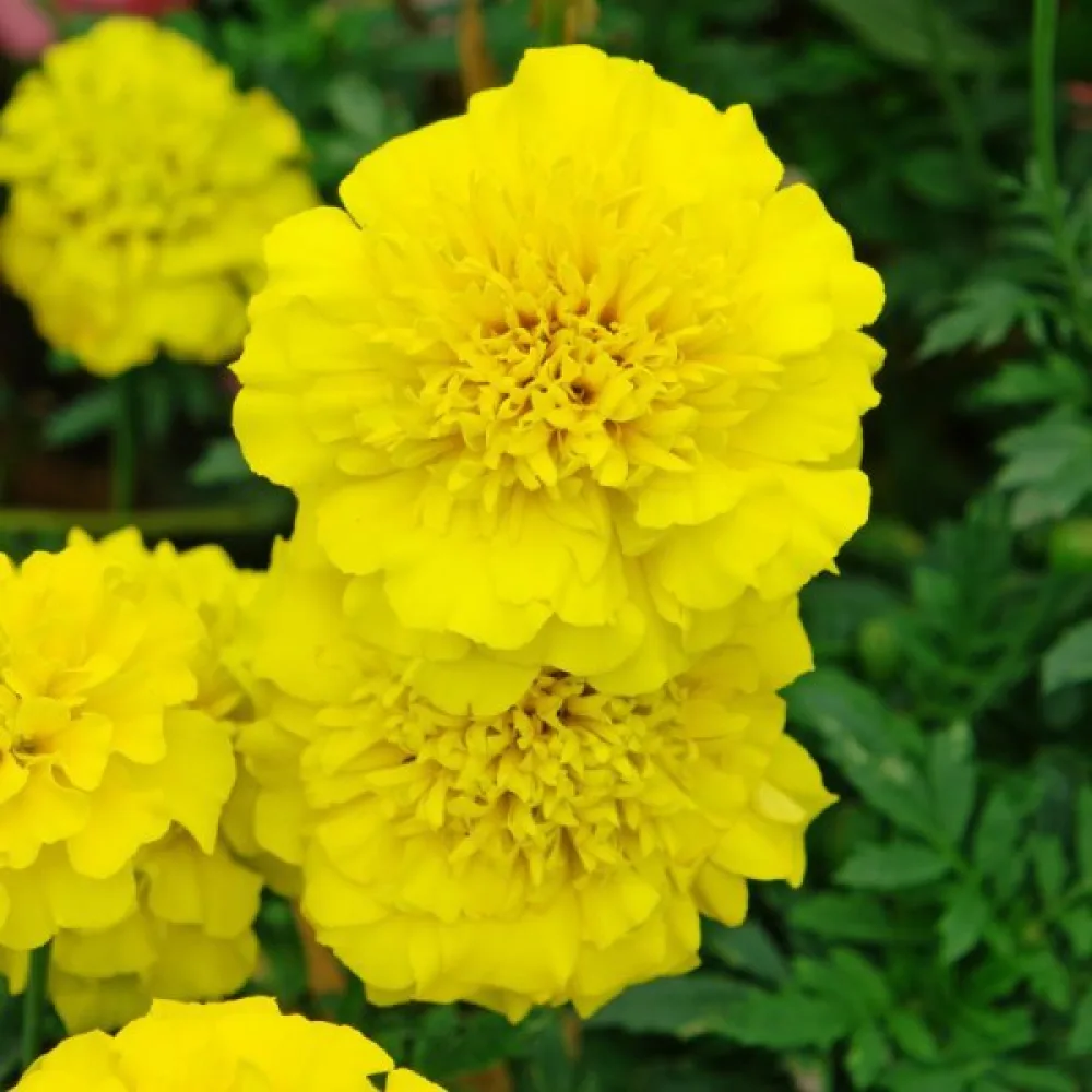 Ruusukesamettikukka 'Festival Yellow'