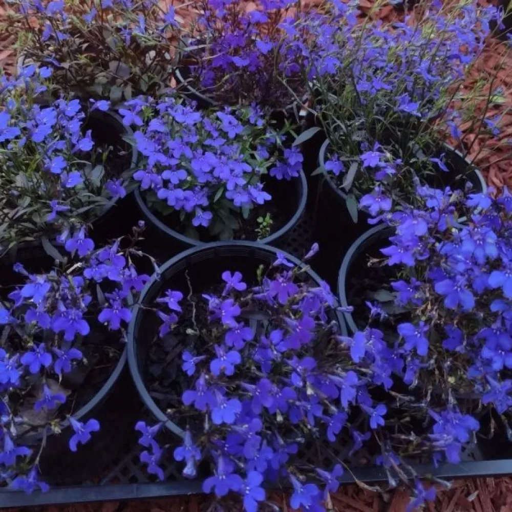 Sinilobelia 'Crystal Palace' – sininen