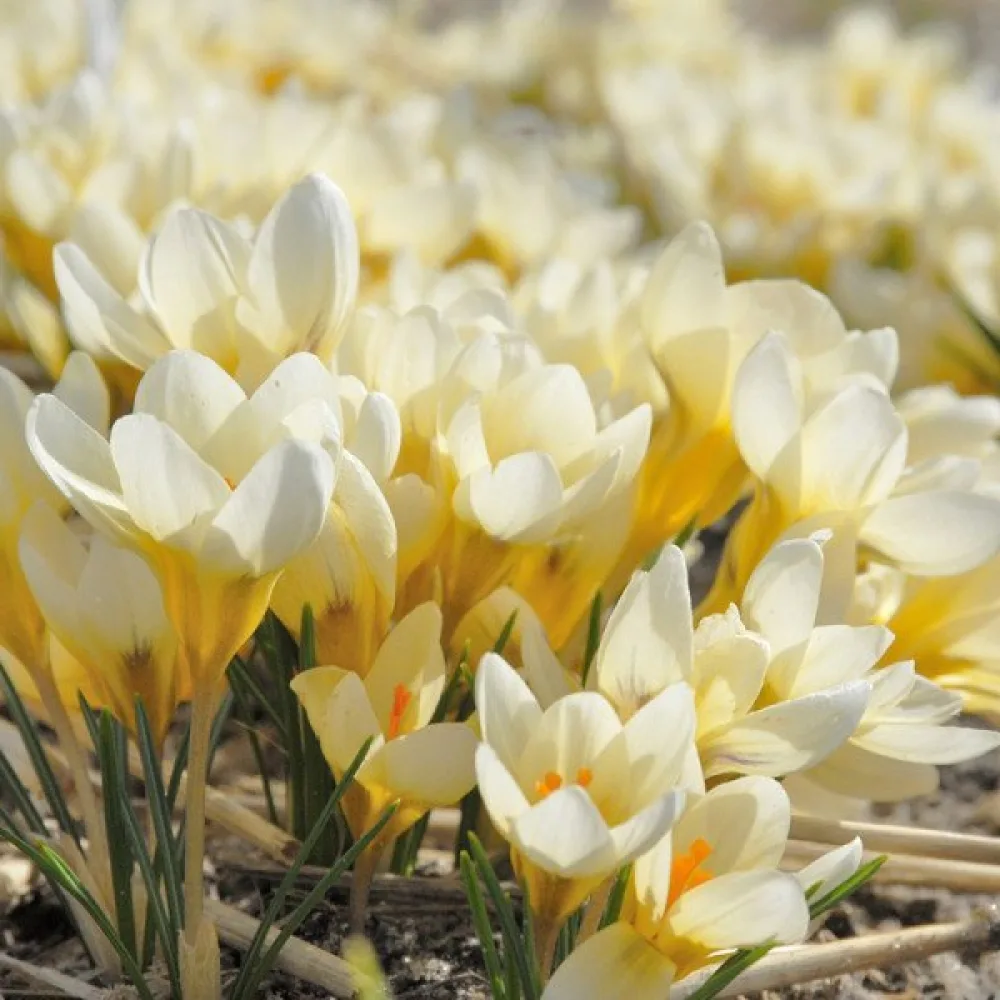 Krookus 'Cream beauty'