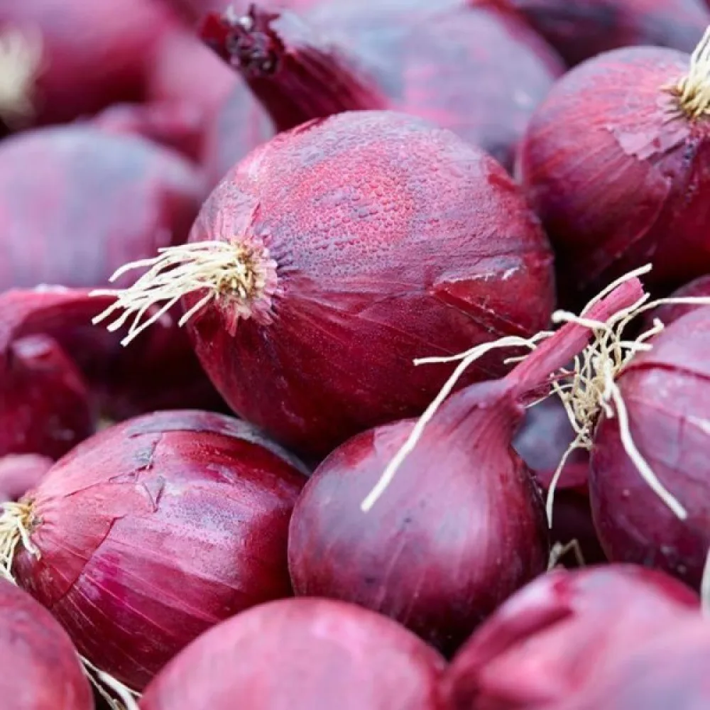 Ruokasipuli 'Red Baron'