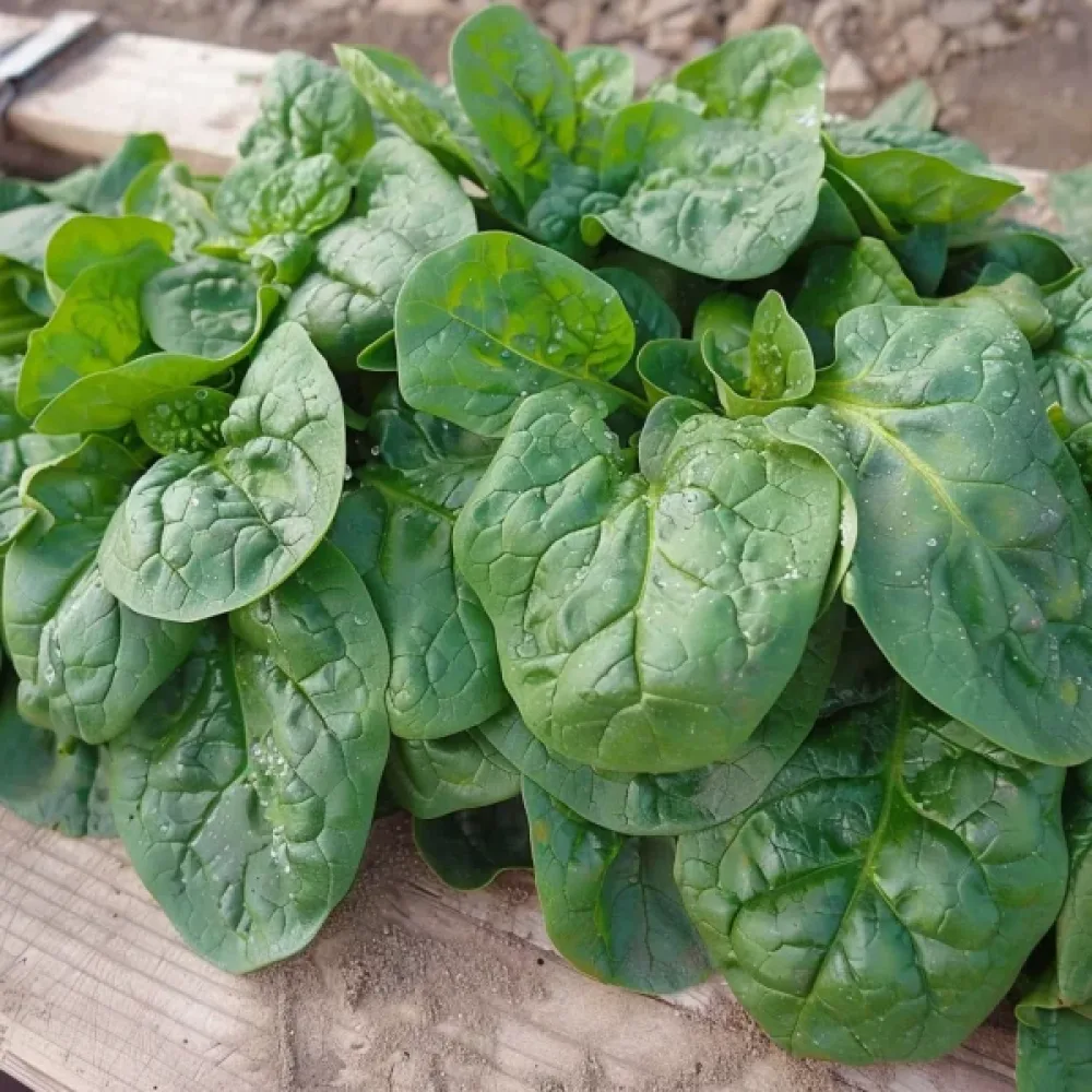 Pinaatti 'Winterriesen'