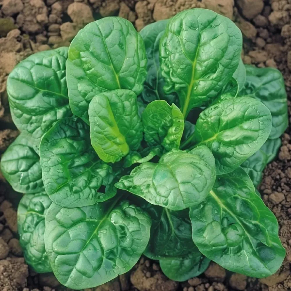 Pinaatti 'Orbita F1'