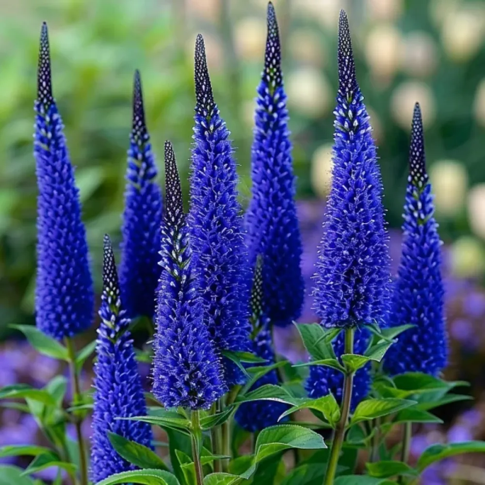 Tähkätädyke 'Blue Shades'