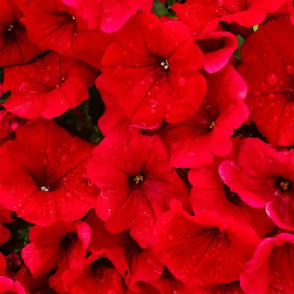 Tarhapetunia 'Fire Chief'