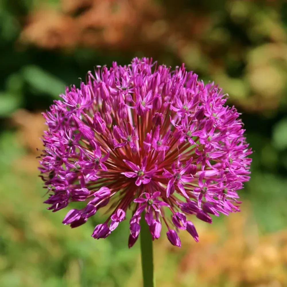 Koristelaukka 'Statos'