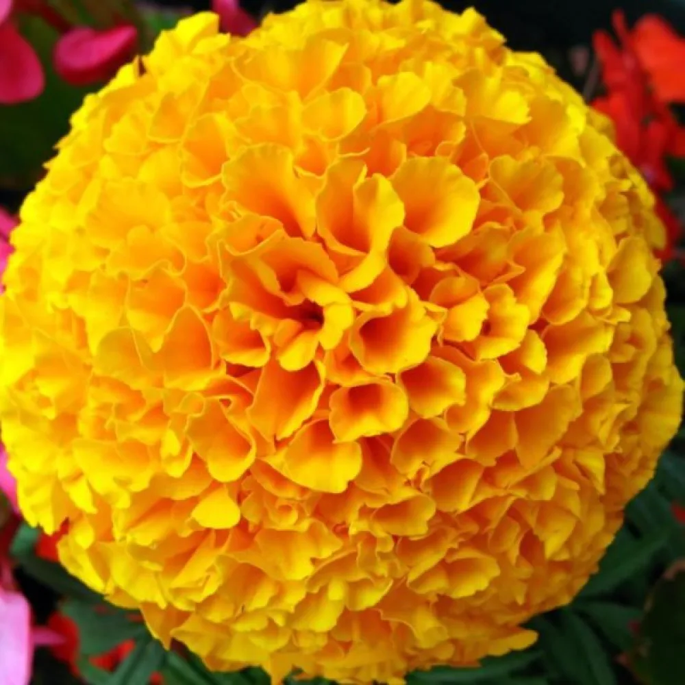 Ruusukesamettikukka 'Boy Yellow'