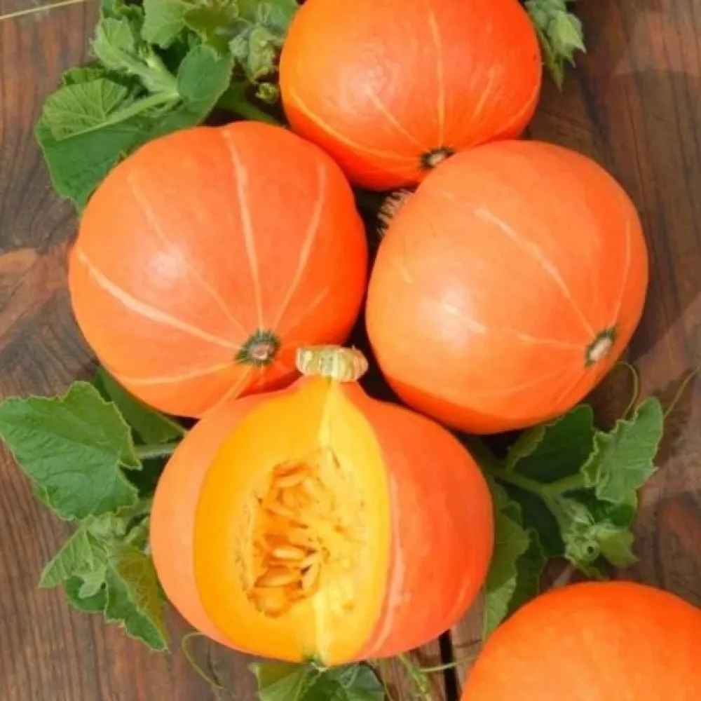 Kurpitsa 'Justynka F1'