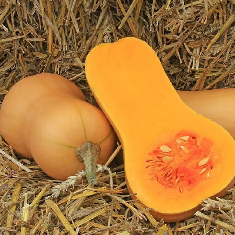 Talvikurpitsa 'Waltham Butternut'
