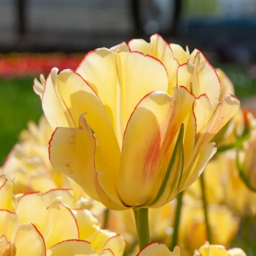 Tulppaani 'Akebono'