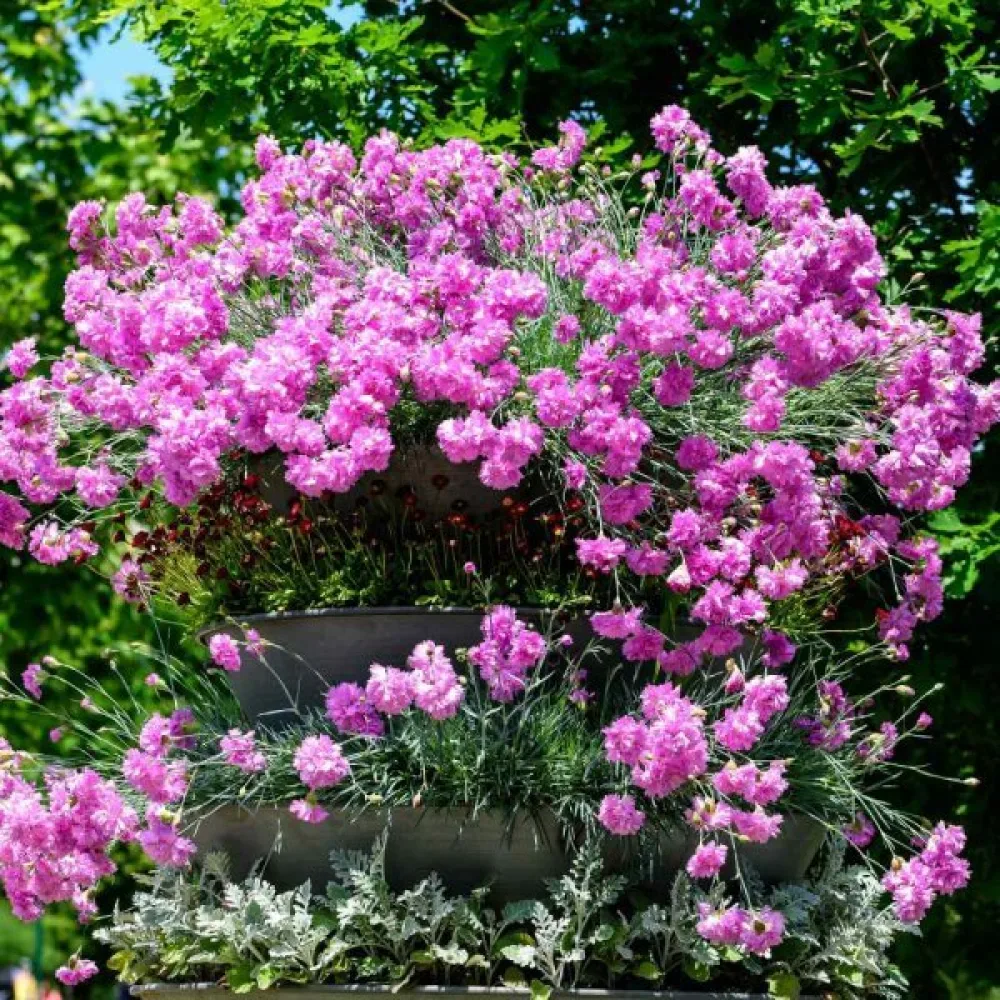 Sulkaneilikka 'Spring Beauty' – seos