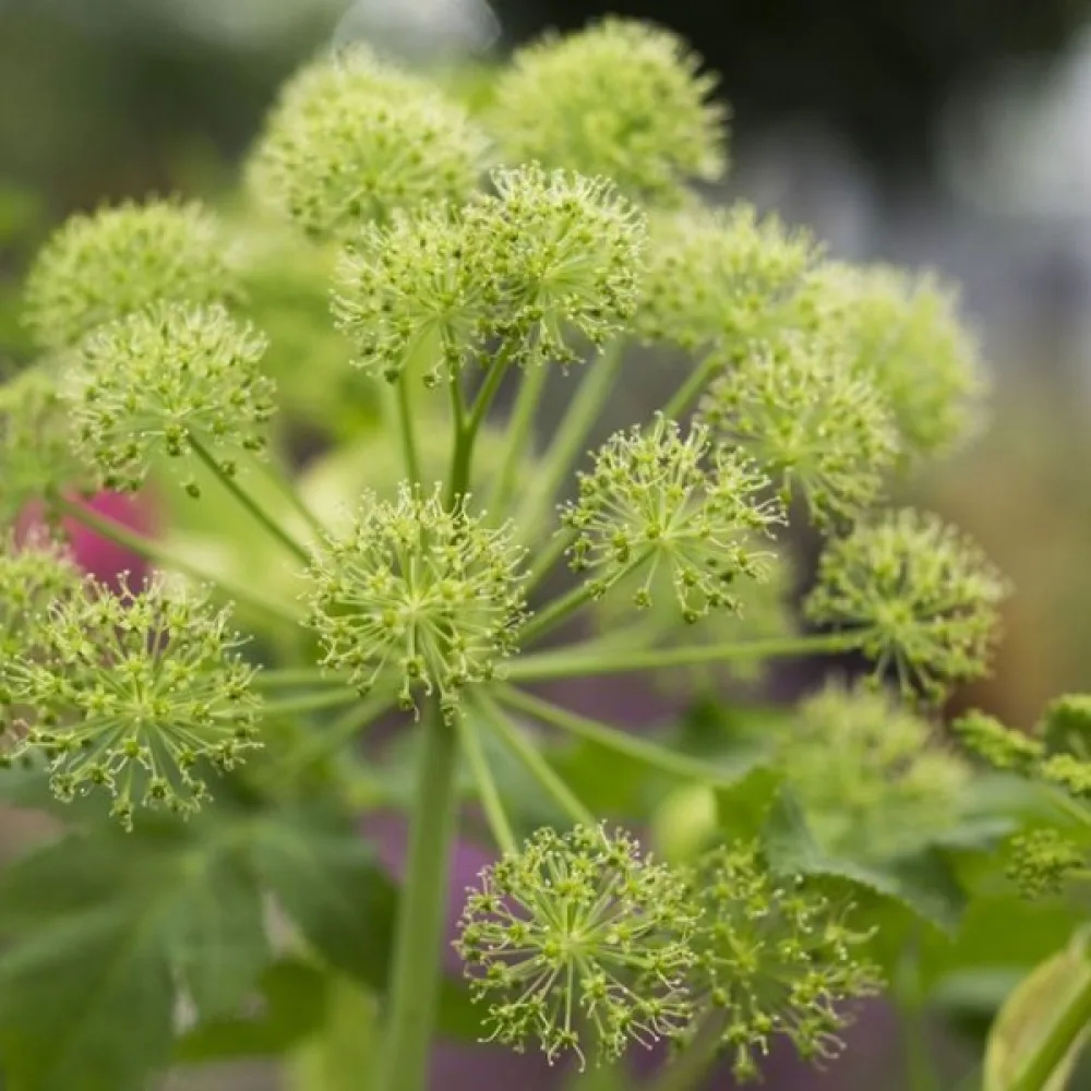 Väinönputki Angelica archangelica