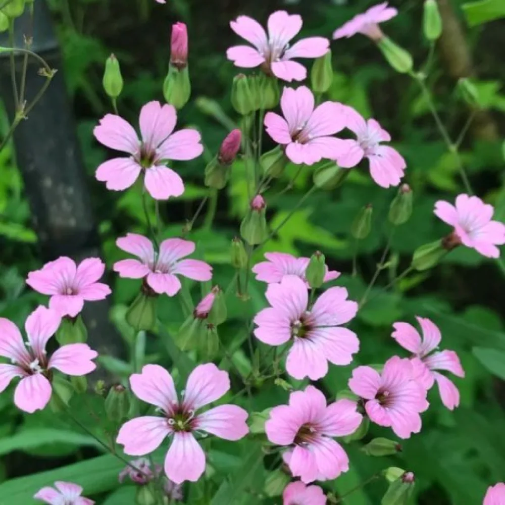 Vaccaria 'Pink Beauty'