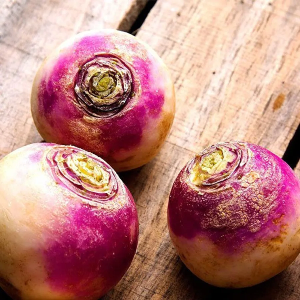 Nauris 'Purple Top Milan'