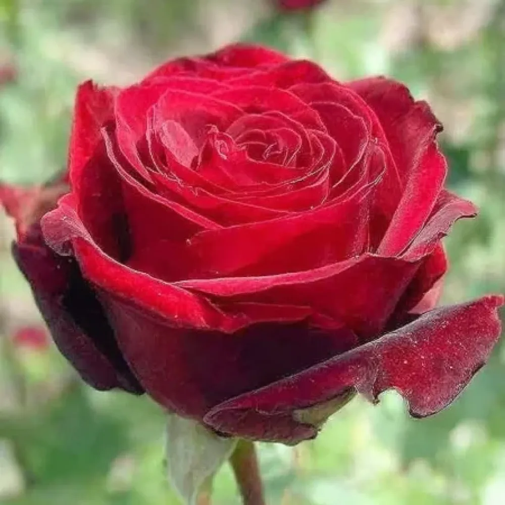 Ruusu 'Ruby Eternity Rose' – paljasjuurinen