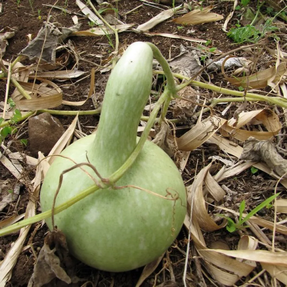 Pullokurpitsa 'Bottle Gourd Giant'