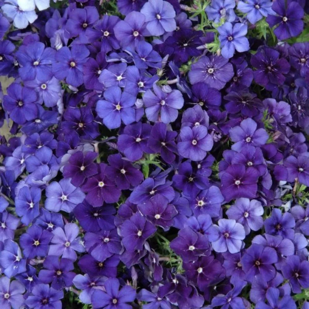Kesäleimu 'Beauty Violet'