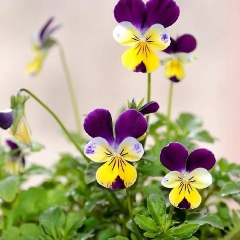Keto-orvokki Viola tricolor