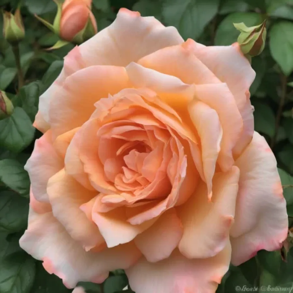 Ruusu 'Noble Peach'