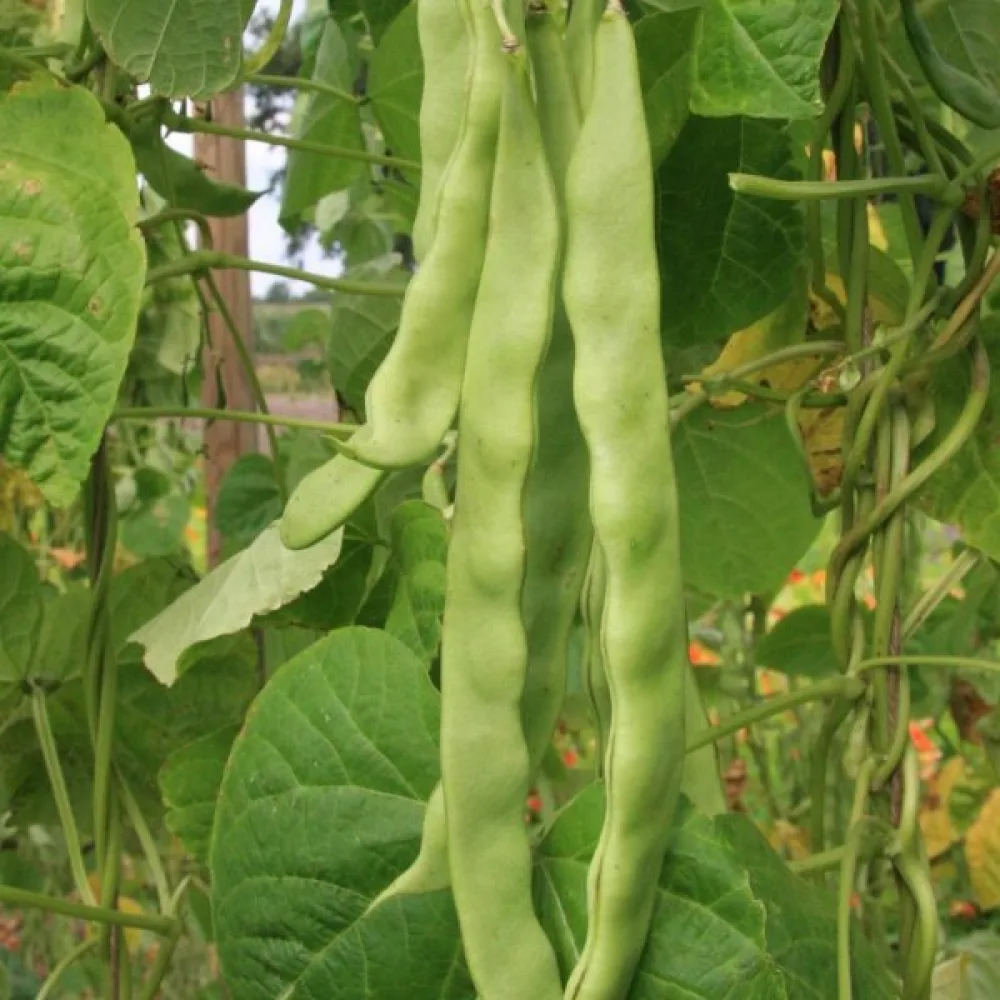 Salkopapu 'Hilda'