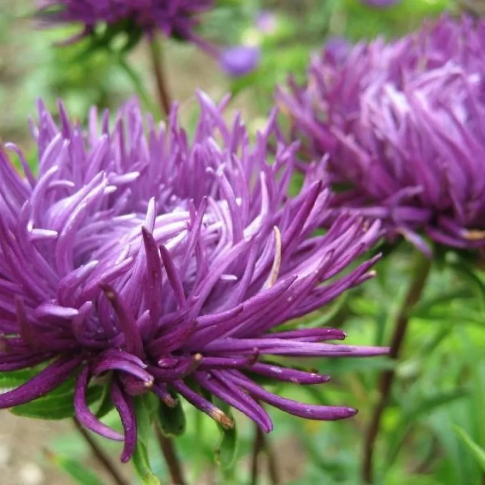 Kesäasteri 'Harz' violetti