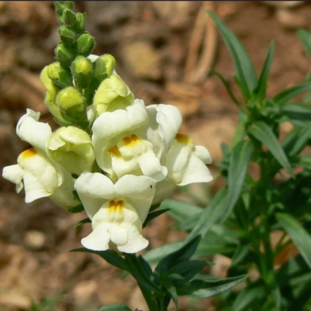 Leijonankita 'Monarch White'