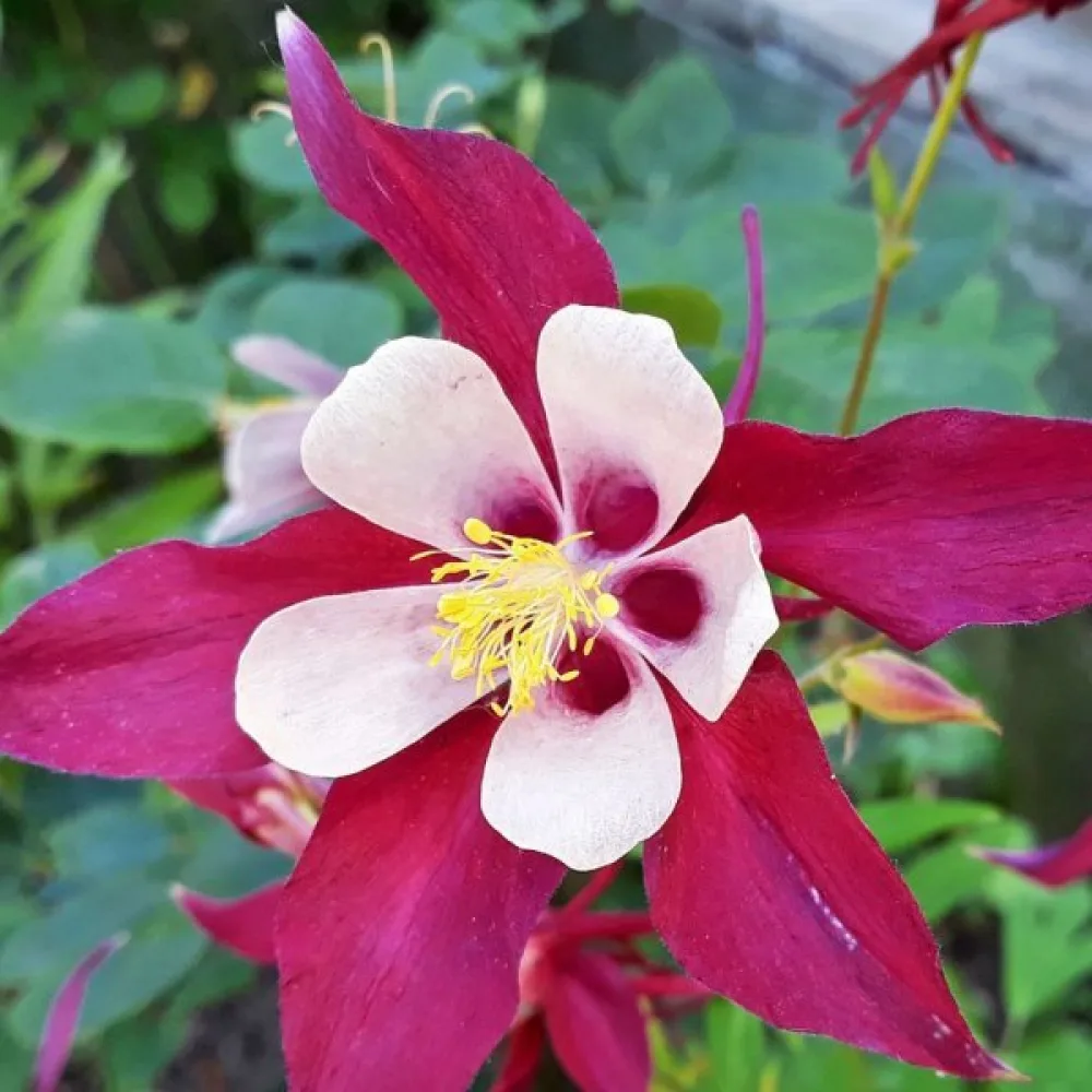 Akileija 'Crimson Star'
