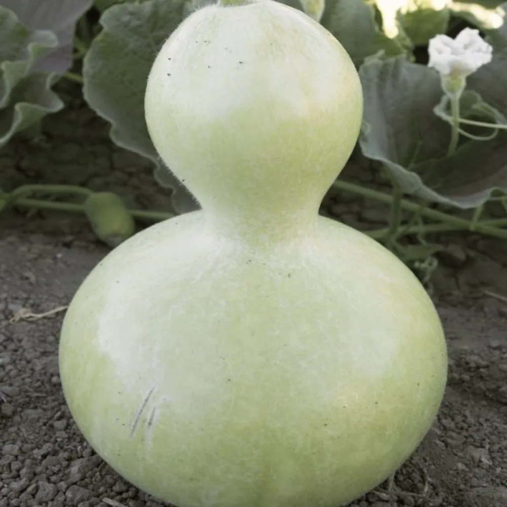 Pullokurpitsa 'Birdhouse'
