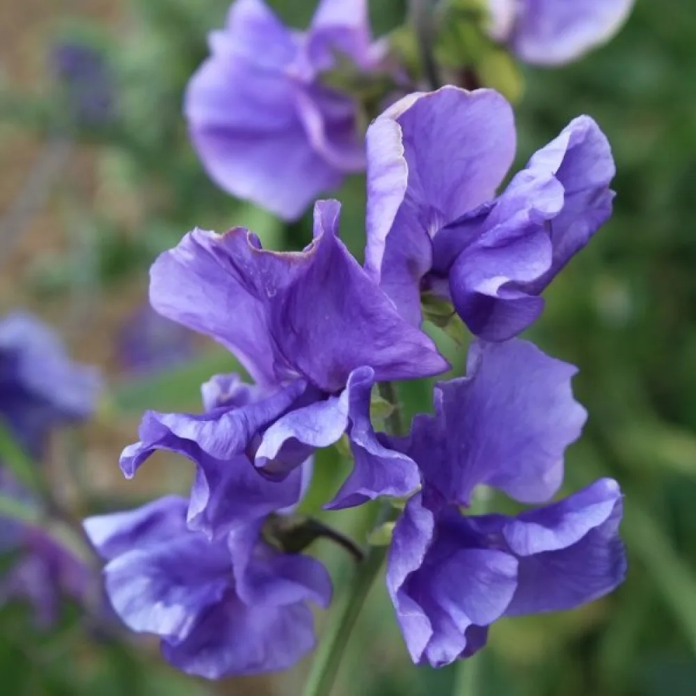 Tuoksuherne 'Spencer' – tummansininen
