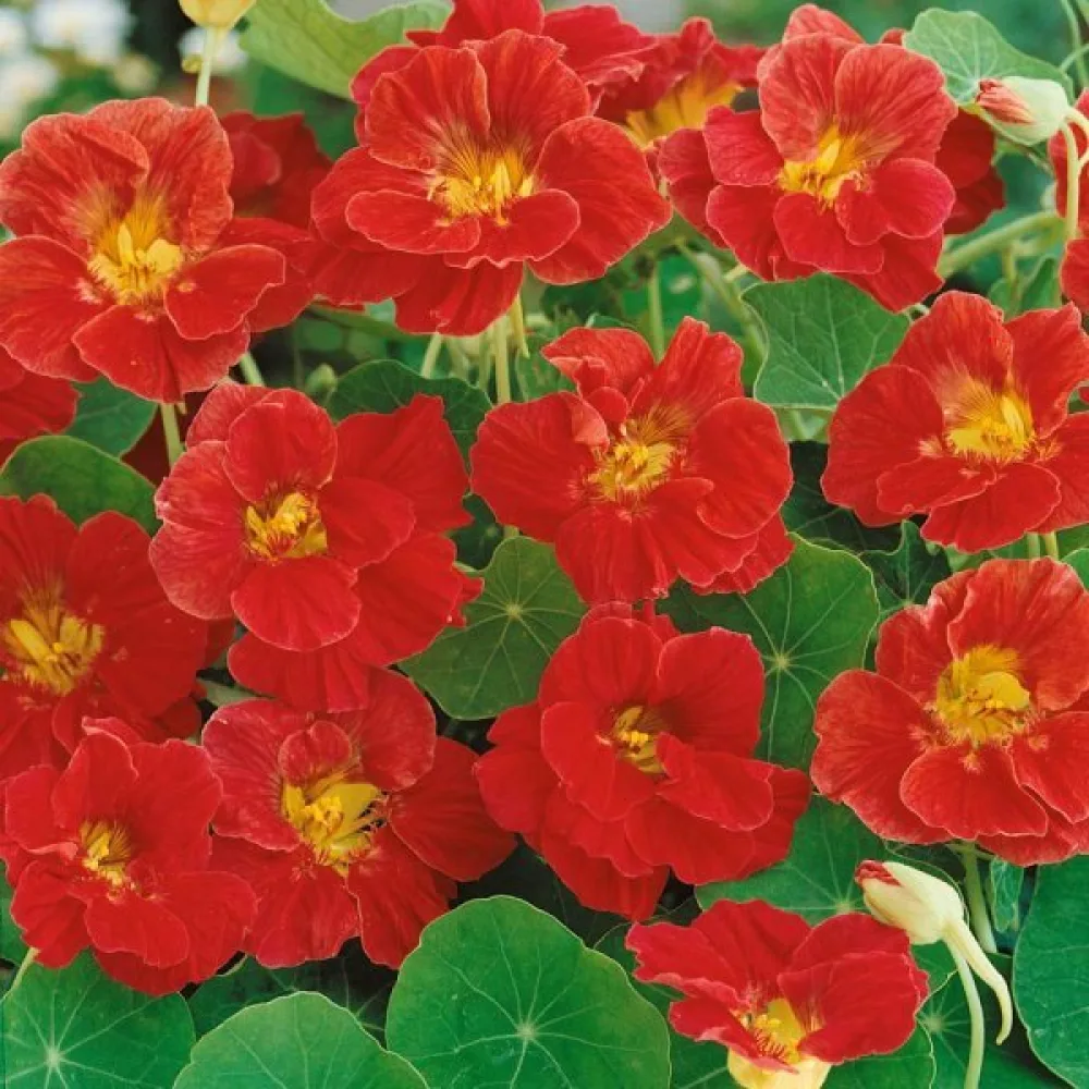 Köynnöskrassi 'Mahogany Jewel'