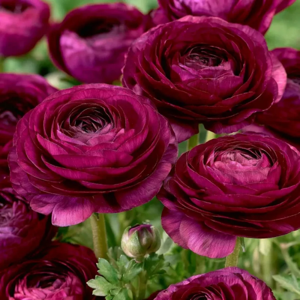 Aasianleinikki 'Purple Tomer'