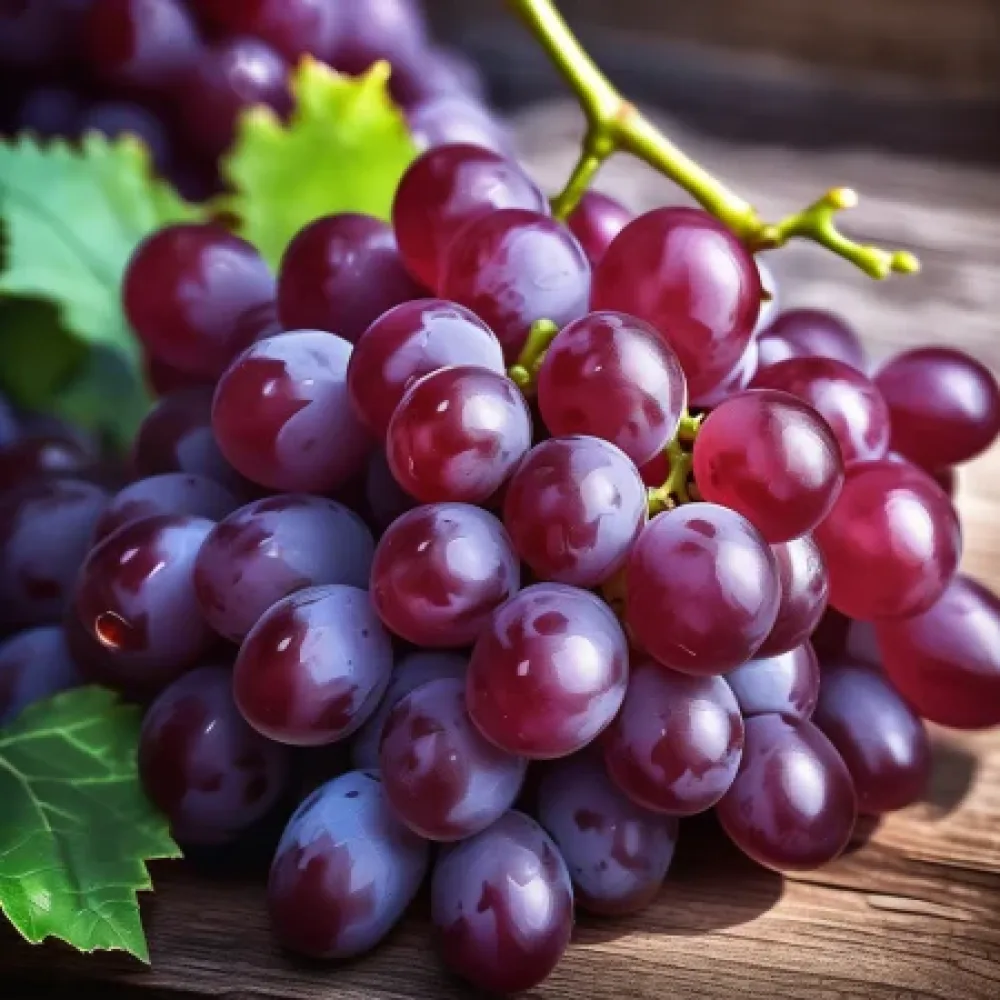 Viiniköynnös 'Ruby Seedless' – siemenetön rypäle, myöhäinen
